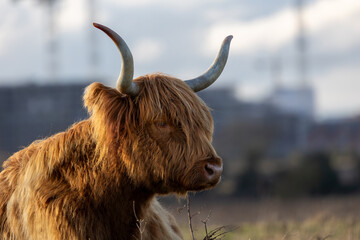 Fototapeta premium Highland Cow, Dublin Ireland