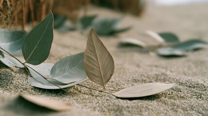Fototapeta premium Dry eucalyptus leaves rest on textured sand with soft focus background and muted earthy tones
