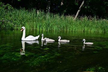 A family of mute swans with five swans swimming in the river near the shore - view from a kalaka on the Krutynia River. © Pol Badger