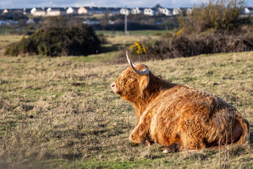 Fototapeta premium Highland Cow, Dublin Ireland