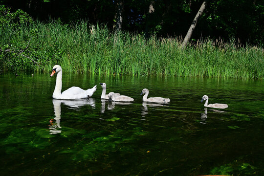 A family of mute swans with five swans swimming in the river near the shore - view from a kalaka on the Krutynia River.