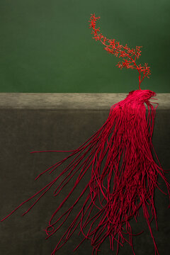 Red grapevine with long red strands on a green background