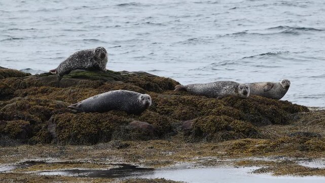 Group of grey seals hauled out on rocks in the Outer Hebrides, Scotland