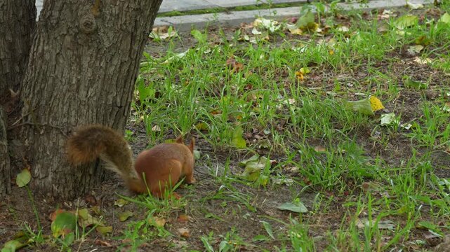 A fluffy red squirrel searching for food in green grass.