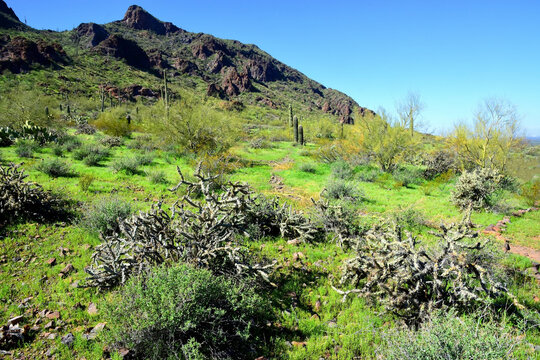 Old Saguaro Cactus Sonora desert Arizona