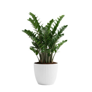 Lush green zamioculcas plant with glossy compound leaves in a modern ribbed white ceramic planter against a seamless minimalist background, botanical serenity