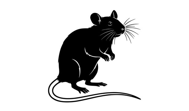 Black rat standing on hind legs with whiskers and tail silhouette vector