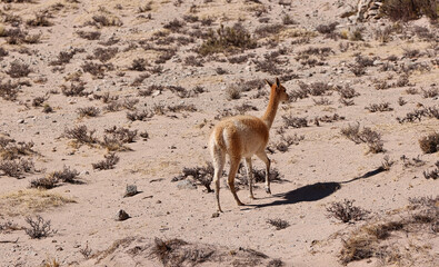 Vicuña Walking Through an Arid Andean Landscape © Osvaldo