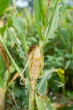 Damaged corn cob (Zea mays) eaten by rat pests (Rattus) in a farm field. Agricultural crop damage, disease, and food security concept