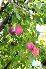 A branch with ripening cherry plum fruits of the Kubanskaya Kometa variety (Prunus cerasifera in Latin) with another variety in the shade on a sunny summer day on a tree branch in the garden - vertica © Iuliia Koroleva