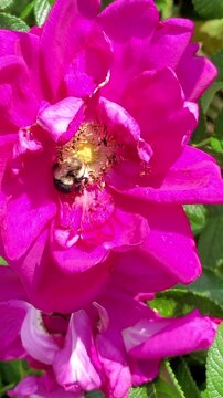 Bumblebee Pollinating Vibrant Pink Rose Flower in Garden