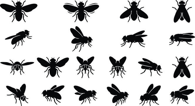 Set of black housefly silhouettes in various flying and resting poses isolated on a white background, for pest control, and biology