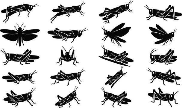 Set of black silhouettes of grasshoppers in various poses and angles isolated on a white background, for entomology and, nature studies