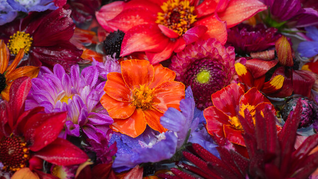 colorful background of  handpicked summer flowers with dahlia and cosmea in red, purple and orange colors