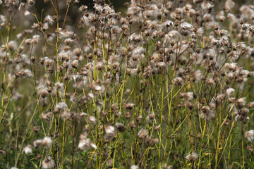Fototapeta premium thistle in the grass