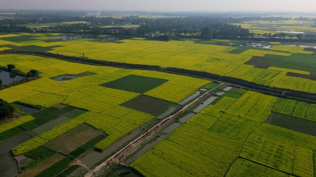 Aerial view of a yellow field, chalan bil, Bangladesh