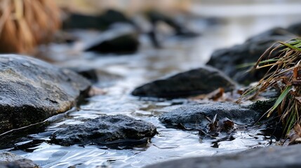 Obraz premium A shallow stream flows gently over dark wet rocks surrounded by grasses and fallen leaves in a quiet natural setting