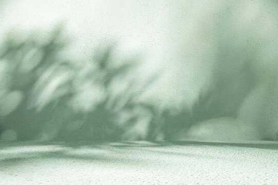 Minimalist Light Green Studio Stage with Soft Tree Branch Shadows.