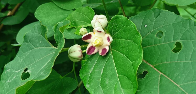 Beautiful view of blooming shiny fresh vibrant star-shaped flower with white petal, deep purple-red centers and central yellowish green corona calotropis procera or holostemma ada kodien flower plant.
