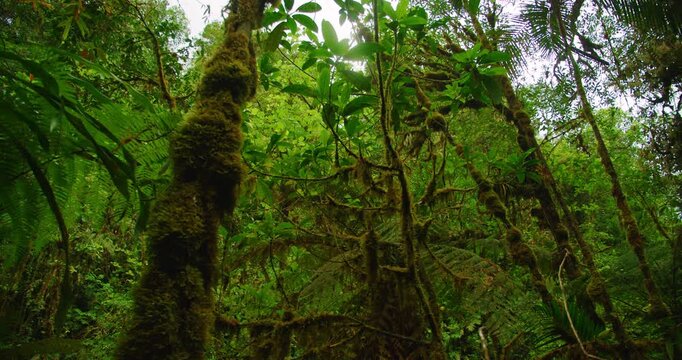 Dense moss covered tropical tree trunks and foliage in rainforest Costa Rica