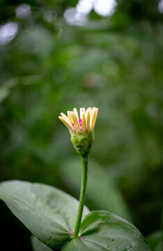 Close up yellow flower and pink pollen on blur green natural background. Natural green background.