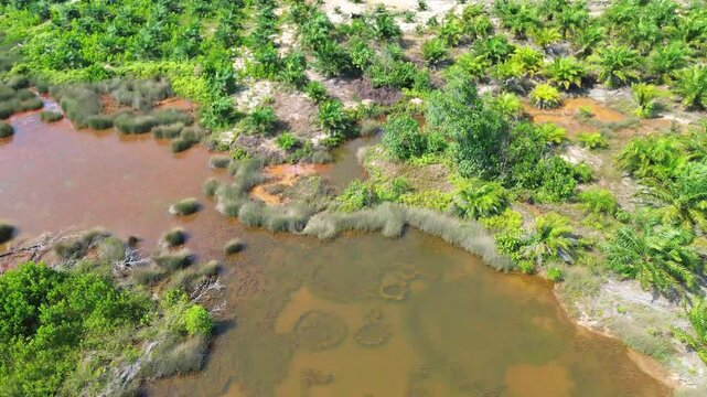 Aerial shot moving over tin mining pit turned into palm oil plantation and artificial water reservoir