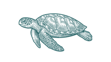 Fototapeta premium Sea Turtle Marine Animal Hand Drawn Line Art Illustration Underwater Ocean Wildlife Reptile Nature Sketch