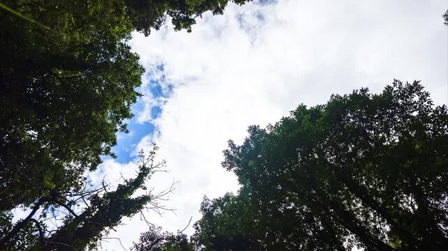 Lauri Silva rainforest canopy low angle cloud movement Cubo de la Galga timelapse La Palma Canary Islands Spain