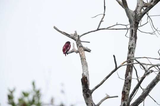 The pompadour cotinga (Xipholena punicea) is a species of bird in the family Cotingidae.
