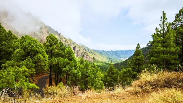 Mountain road pine forest valley fog low clouds timelapse Cumbre Vieja La Palma Canary Islands Spain