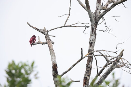 The pompadour cotinga (Xipholena punicea) is a species of bird in the family Cotingidae.