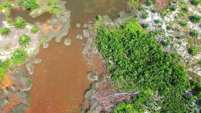 Aerial view tracking over neat rows of young palm oil trees on reclaimed tin mining soil