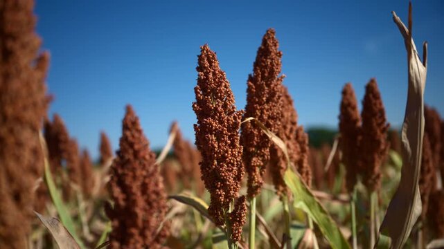 Ripe sorghum bicolor seed heads ready for harvest in a sunlit field. Concept of sustainable cereal crop production, drought-tolerant agriculture, bioenergy feedstock, and grain farming yield. 4K.