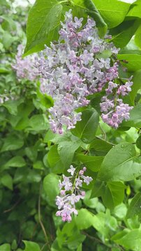 Lilac flowers syringa bush after rain, vertical video.