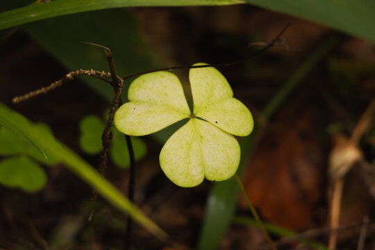 Common wood sorrel &mdash; macro view in Espoo forest