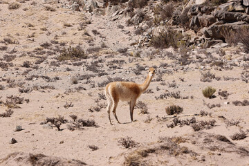Vicuña in the High Andes © Osvaldo