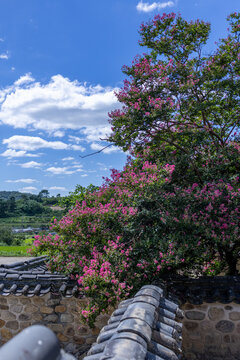 Pink Crape Myrtle Blossoms Over Traditional Korean Stone Wall and Tiled Roof