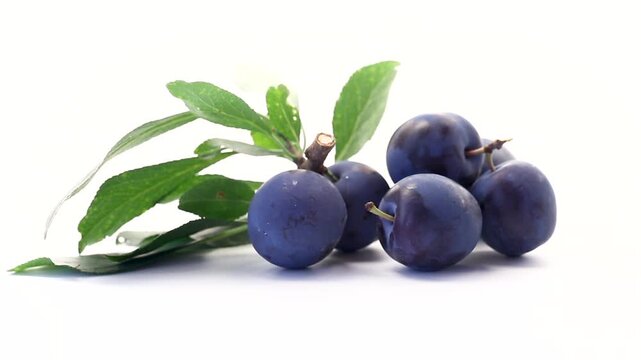 Natural blue plums with leafy branch isolated on white background