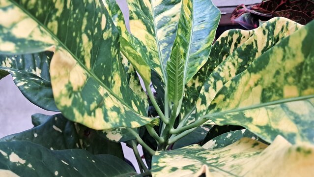 Variegated Ornamental Plant with Green and Yellow Leaves in Tropical Garden