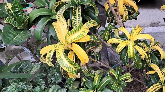 Colorful Croton Ornamental Plant with Yellow and Green Foliage in Garden