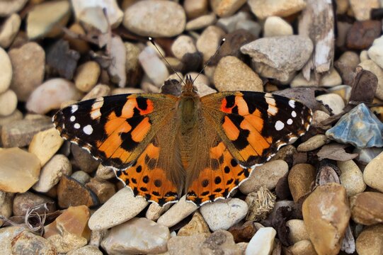 painted lady butterfly resting on pebbles, enjoying the sunshine,