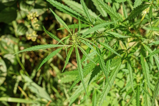 green bush of wild hemp plant with leaves in nature on a summer day
