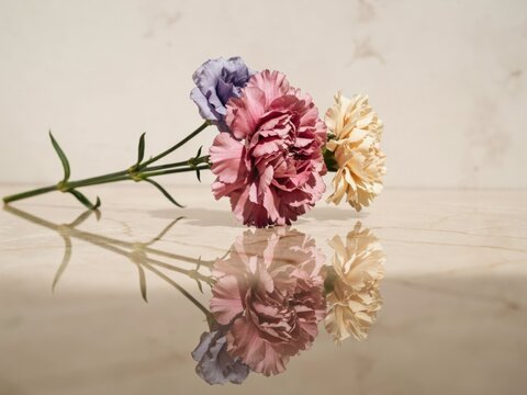 Three colorful carnations on a reflective surface