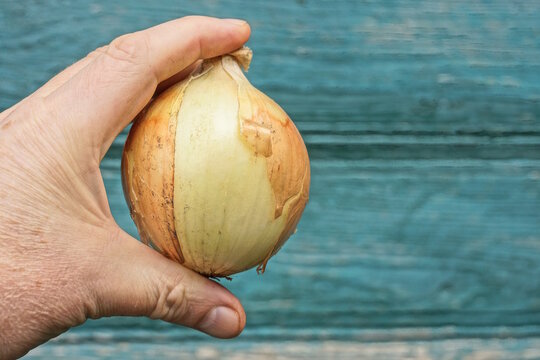 hand holding one large raw yellow onion on green background