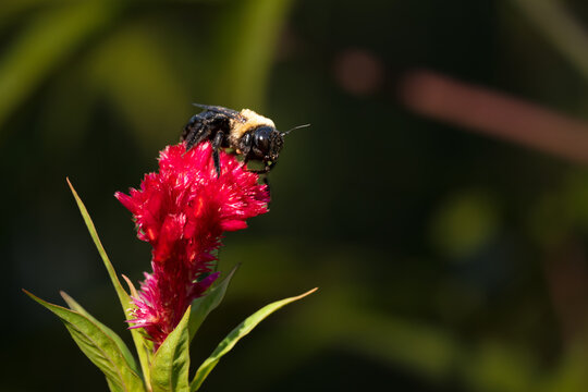 Eastern Carpenter Bee with huge eyes collecting Pollen and Nectar from a red Flower in a Summer Garden Macro Close-Up of Nature and Pollination