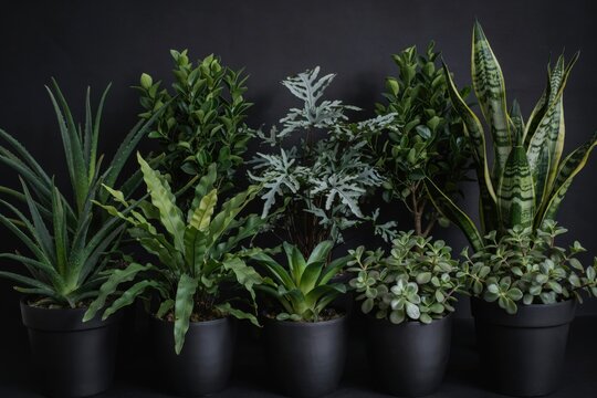 Collection of various indoor plants in black pots