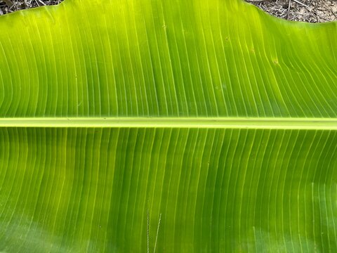 Vibrant green banana leaf texture with natural veins and organic tropical foliage pattern