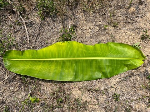 Single vibrant green banana leaf lying on dry sandy ground in natural sunlight
