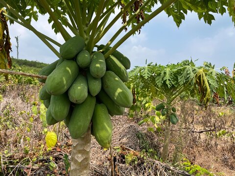Green papayas growing on a tree in a tropical farm orchard plantation