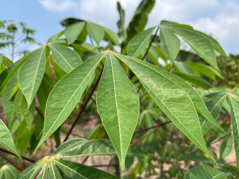 Green cassava leaves growing on a plant in a tropical farm field under a blue sky